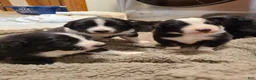Mixed Breed dogs for sale: Twix - Ad 7