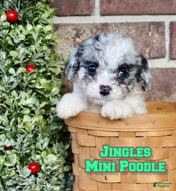 Miniature Poodle dogs Jingles - Ad 20