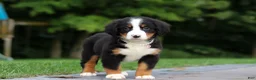 Bernese Mountain Dog dogs for sale: Josie - Ad 6