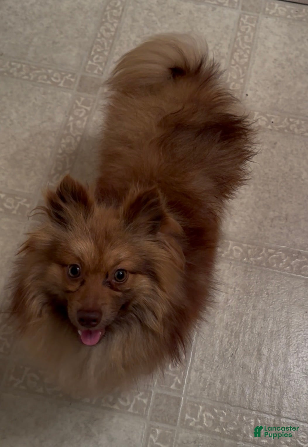 Pomeranian dogs Ocscar  - Ad 10