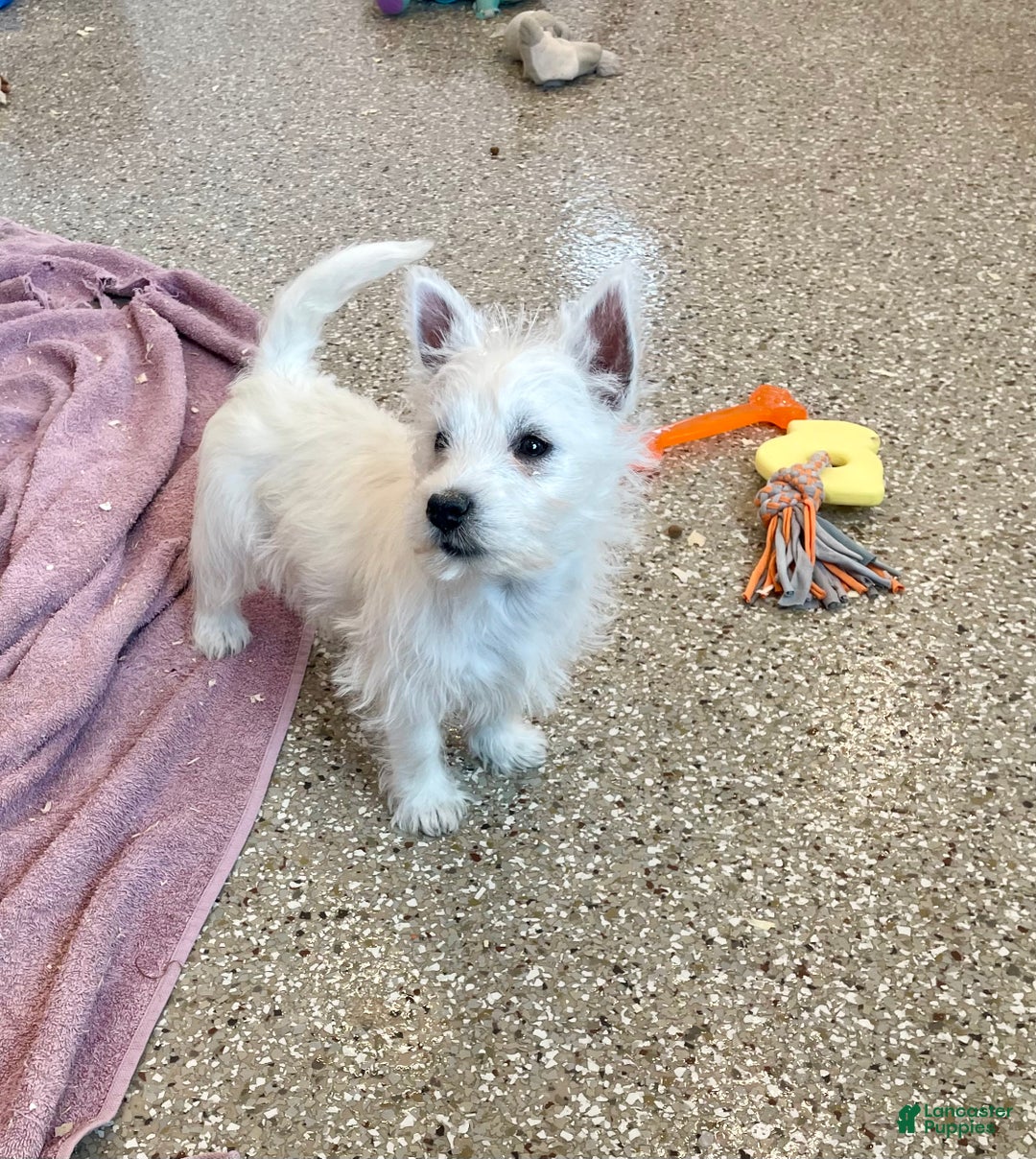 West Highland Terrier dogs for sale: Lexi, AKC - Ad 3