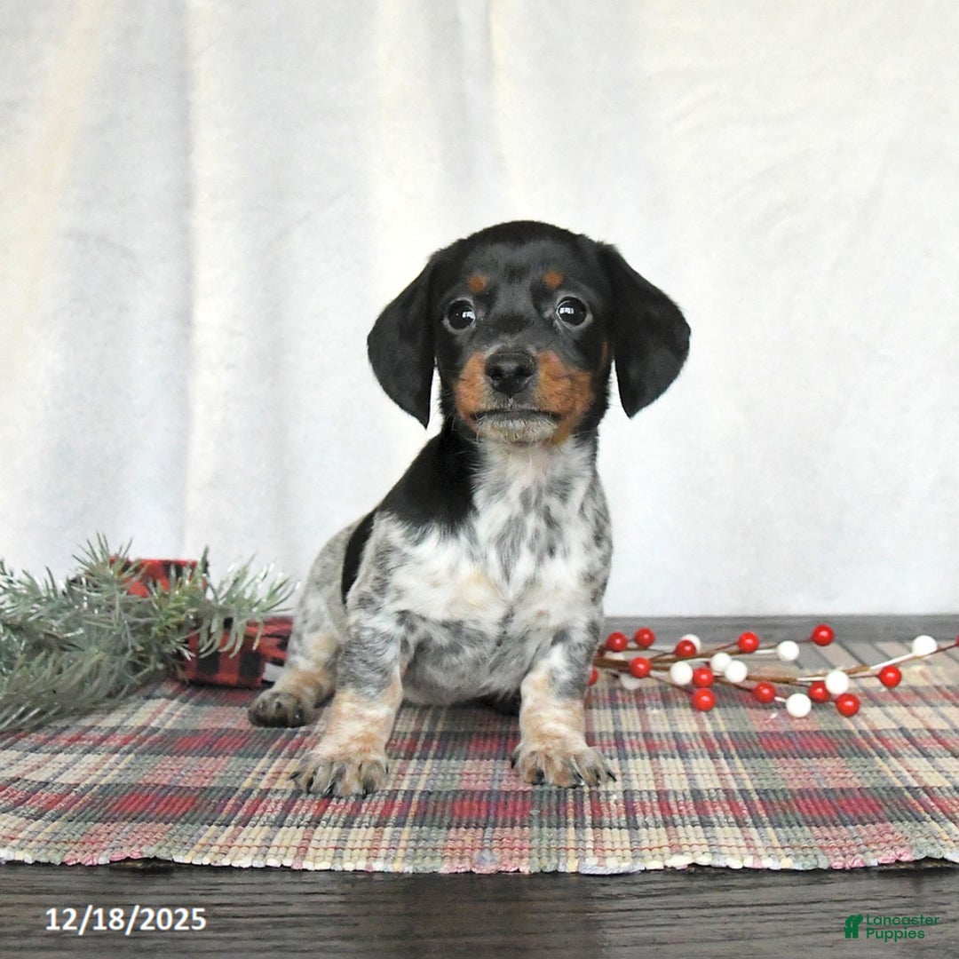 Miniature Dachshund dogs for sale: Satin - Ad 2