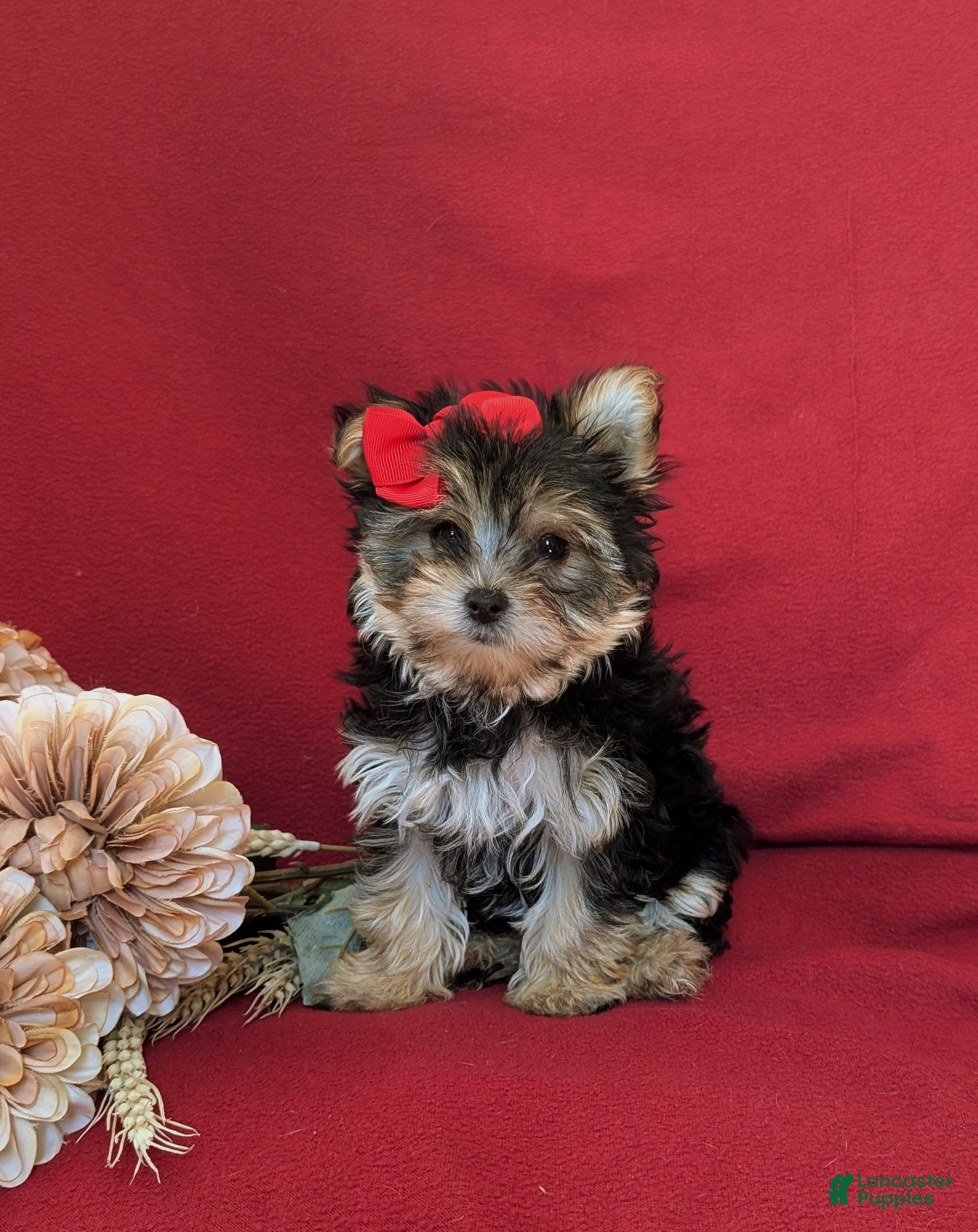 Morkie dogs Kaila 6 lbs Full Grown - Ad 1