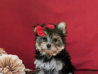Morkie dogs for sale: Kaila 6 lbs Full Grown - Ad 3