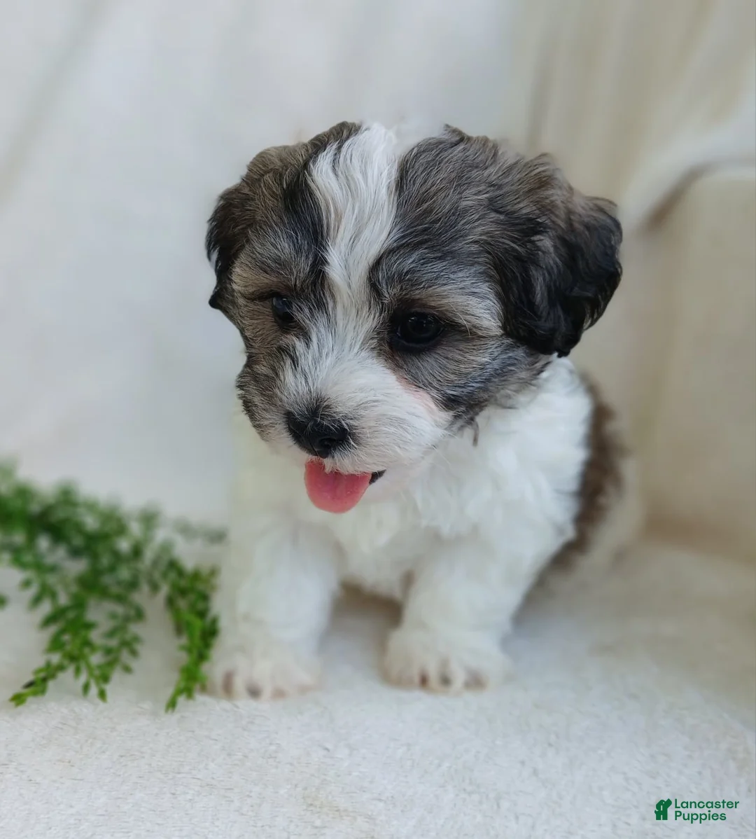 Teddy Bear dogs for sale: Dylan - Ad 12