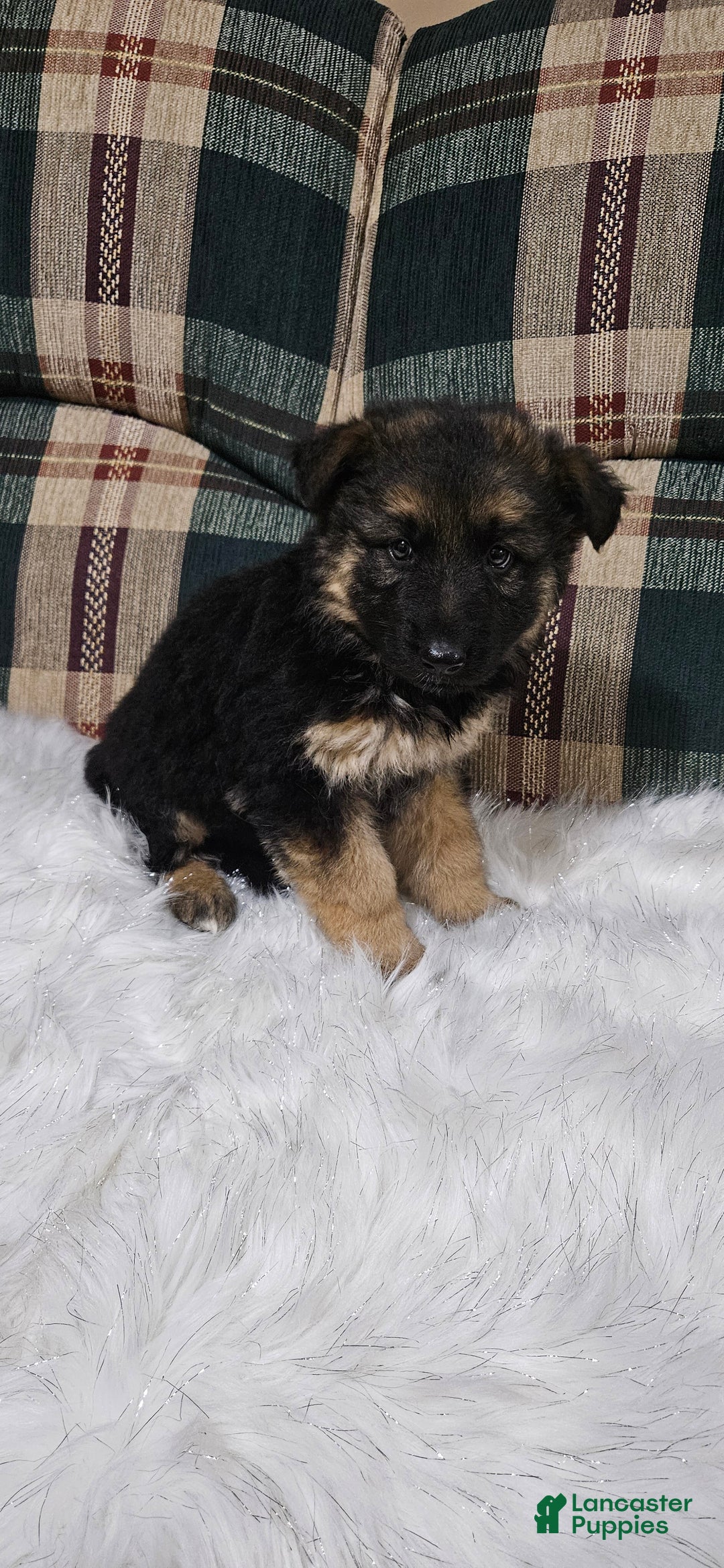 German Shepherd dogs for sale: Coco - Ad 3
