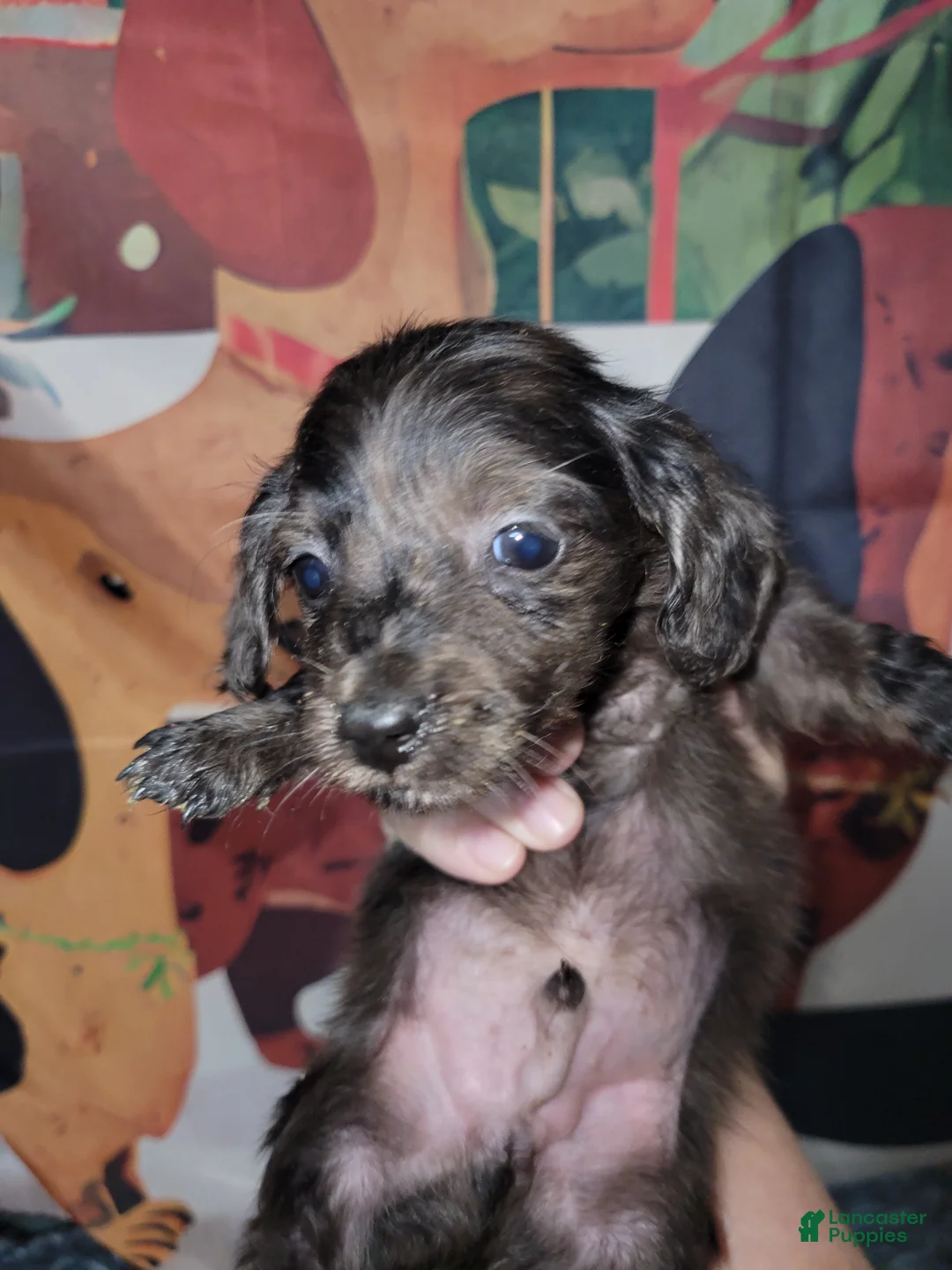 Miniature Dachshund dogs for sale: Whip - Ad 1