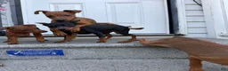 Miniature Pinscher dogs for sale: Miniature Pinscher 2 - Ad 6