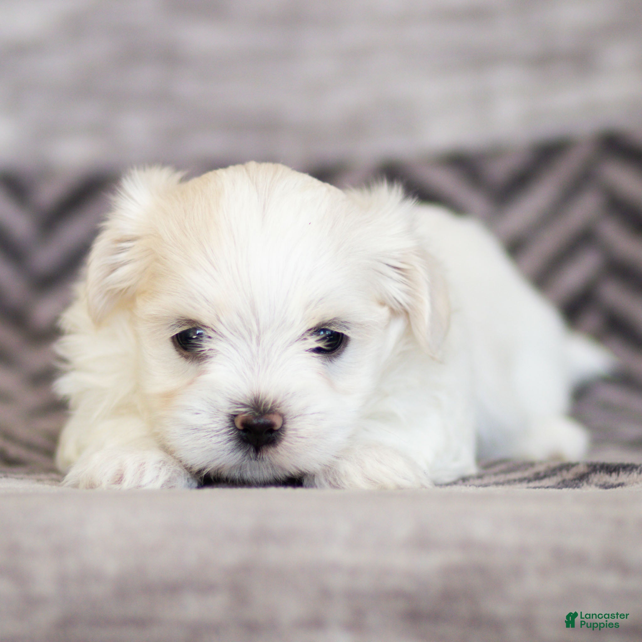Maltese dogs Maggie Maltese Puppy  - Ad 2