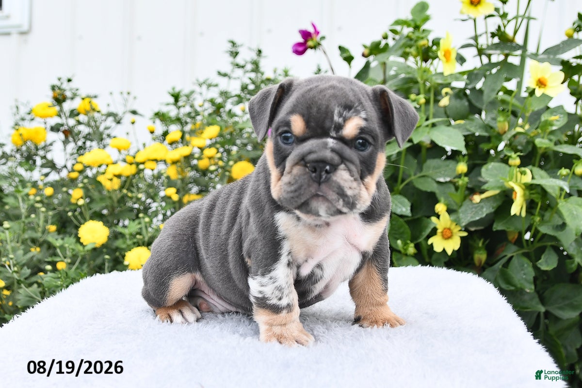 English Bulldog dogs Patrick - Ad 2