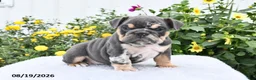 English Bulldog dogs for sale: Patrick - Ad 2