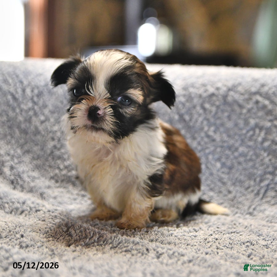 Shih Tzu dogs Jay - Ad 1