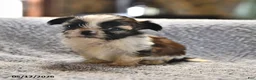 Shih Tzu dogs for sale: Jay - Ad 3
