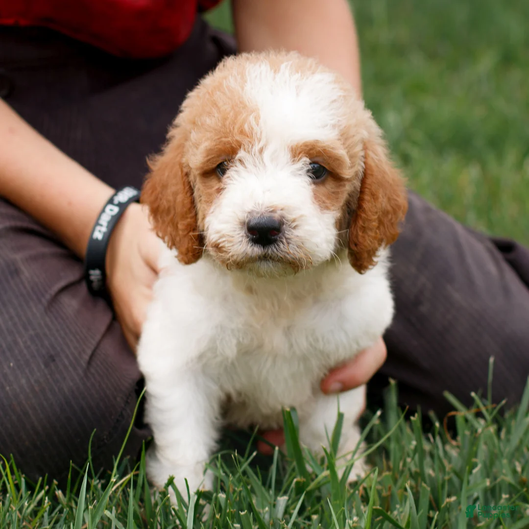 Miniature Labradoodle dogs for sale: Fern  - Ad 2