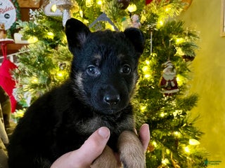 German Shepherd dogs Dancer - Ad 39