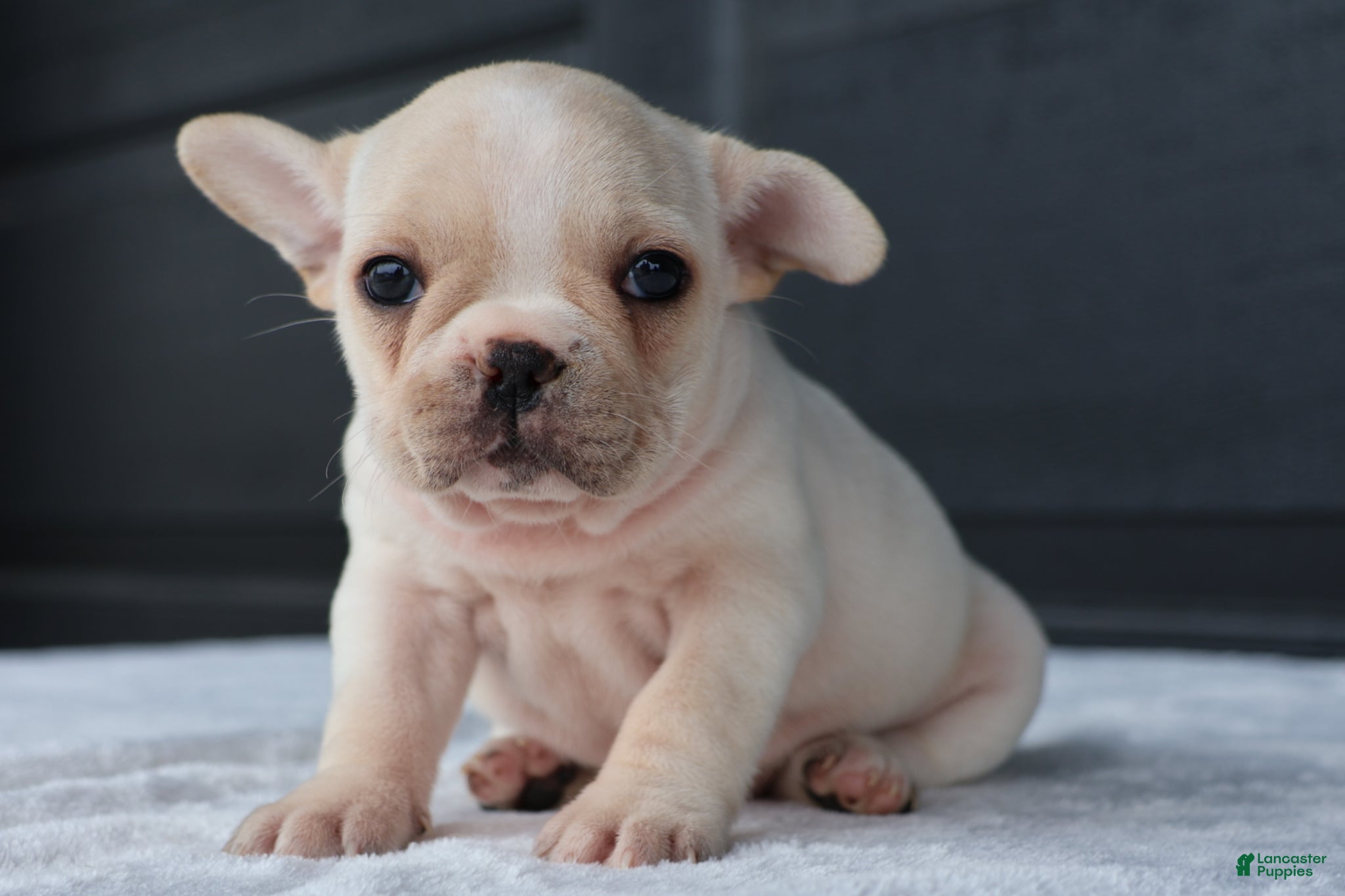 French Bulldog dogs for sale: Rose - Ad 3