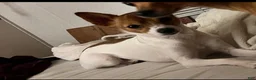 Chihuahua dogs for sale: Ace - Ad 3