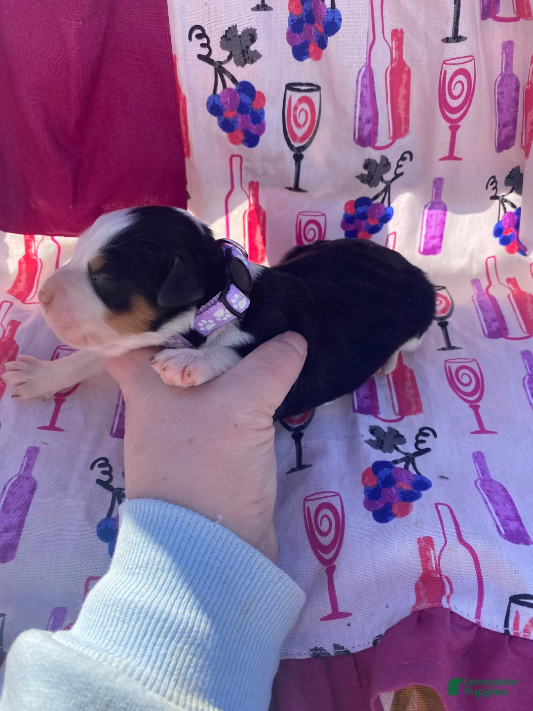 Gallery Image {{count}}