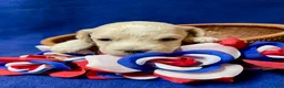 Cockapoo dogs for sale: Maximus - Ad 9