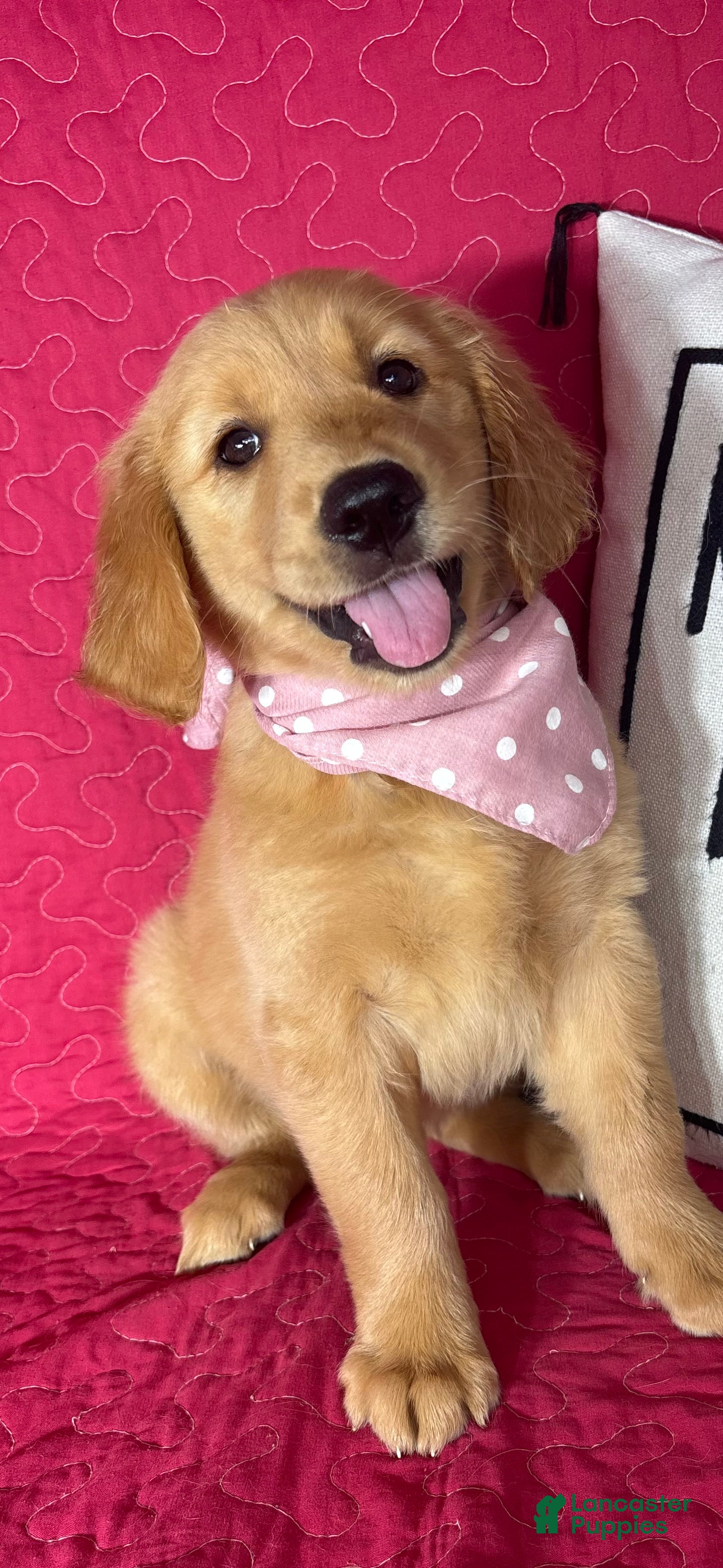 Gloria (Golden Retriever, Female) in Greenfield, IN