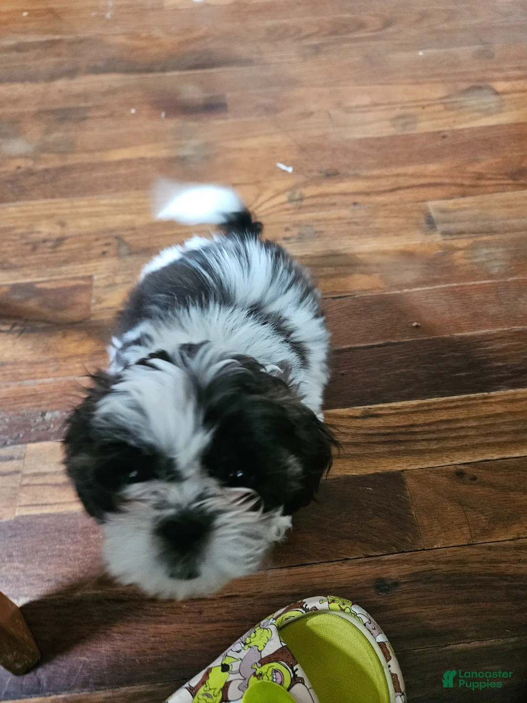 Shorkie dogs for sale: Purple - Ad 4
