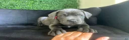 Cane Corso dogs for sale: Cane Corso Puppy 6 - Ad 8