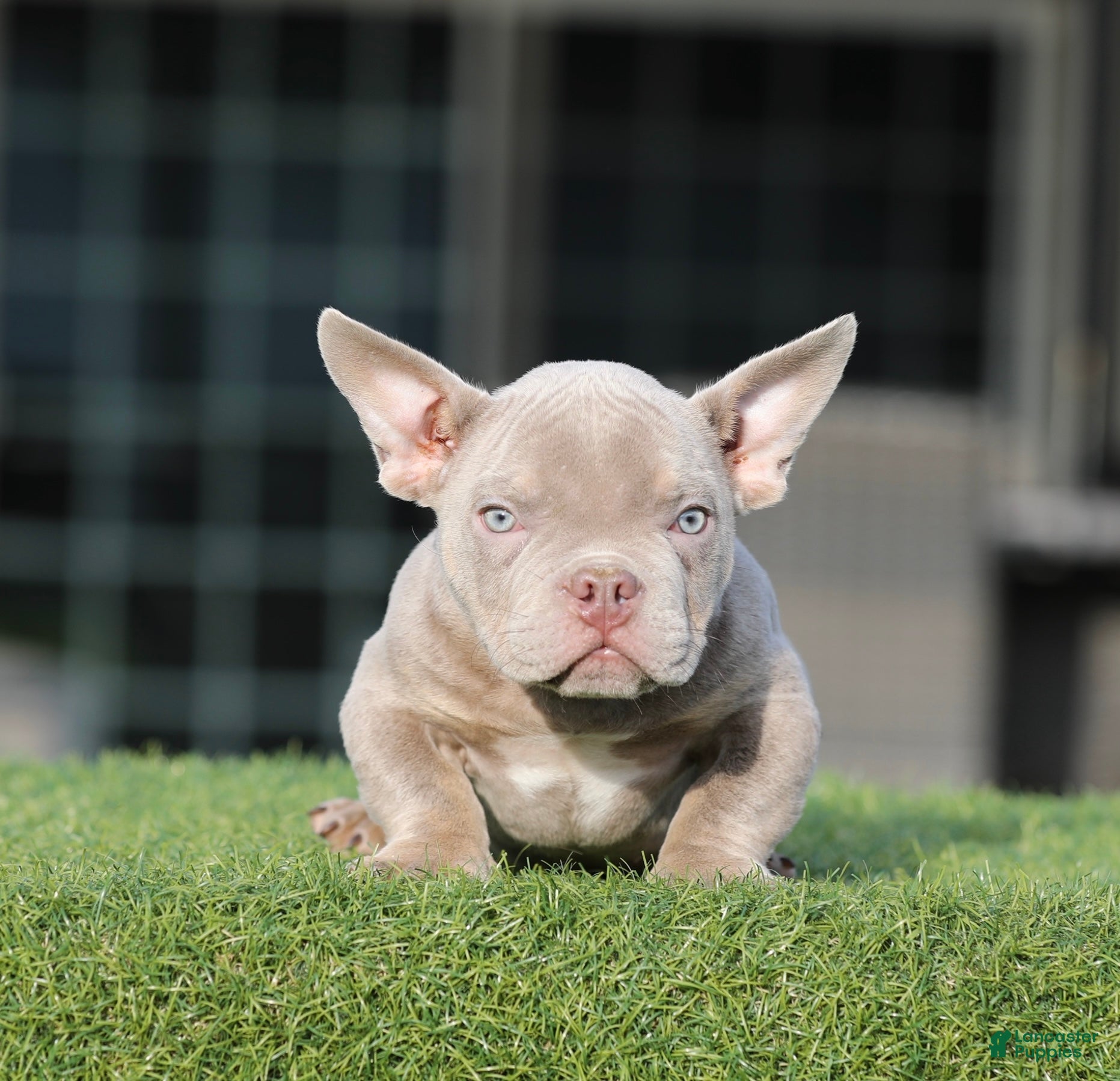 American Bully dogs American Bully Puppy 3 - Ad 12