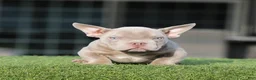 American Bully dogs for sale: American Bully Puppy 3 - Ad 1