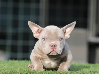 American Bully dogs American Bully Puppy 3 - Ad 15
