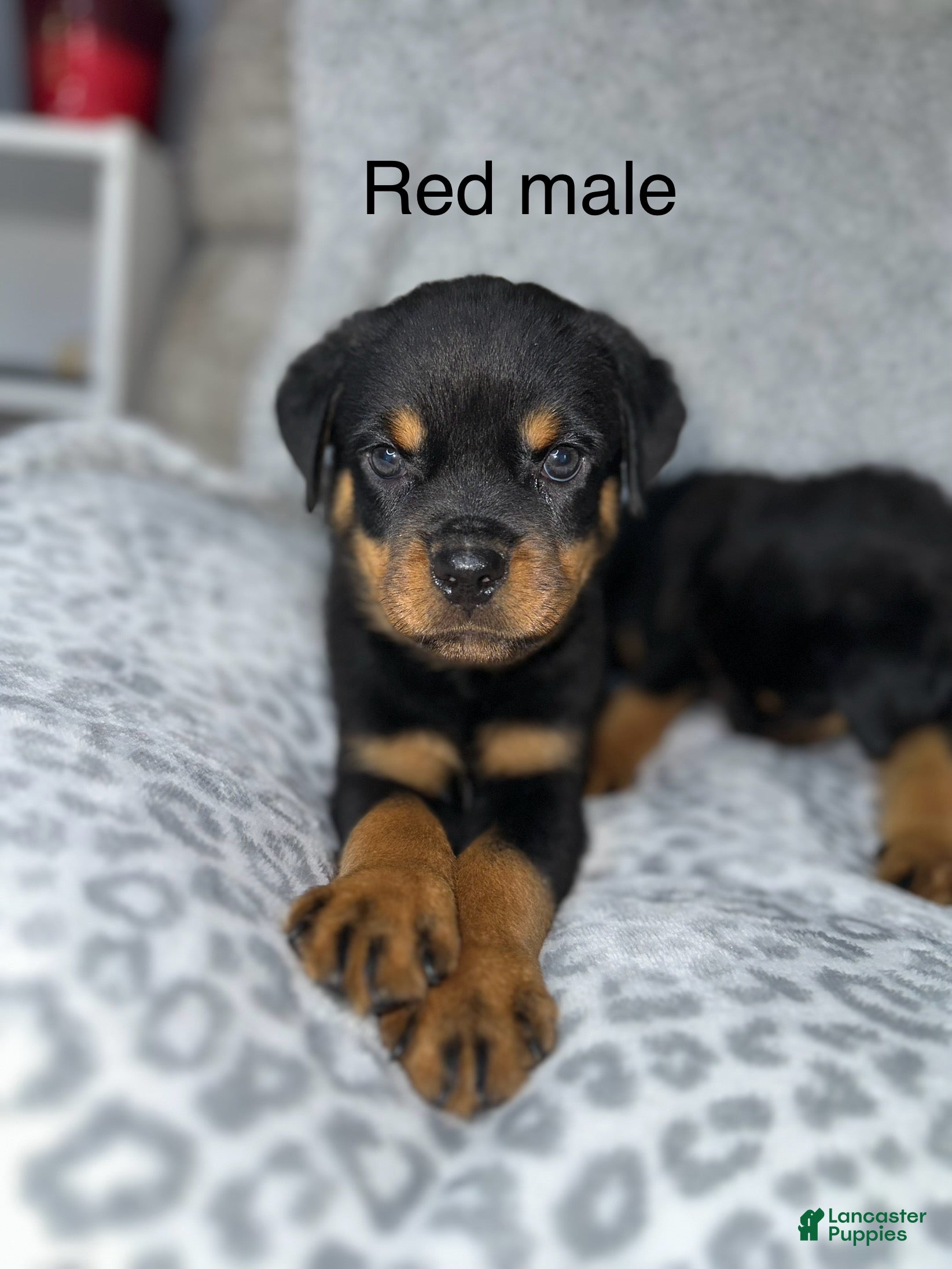 Rottweiler dogs Red male  - Ad 1