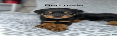 Red male 