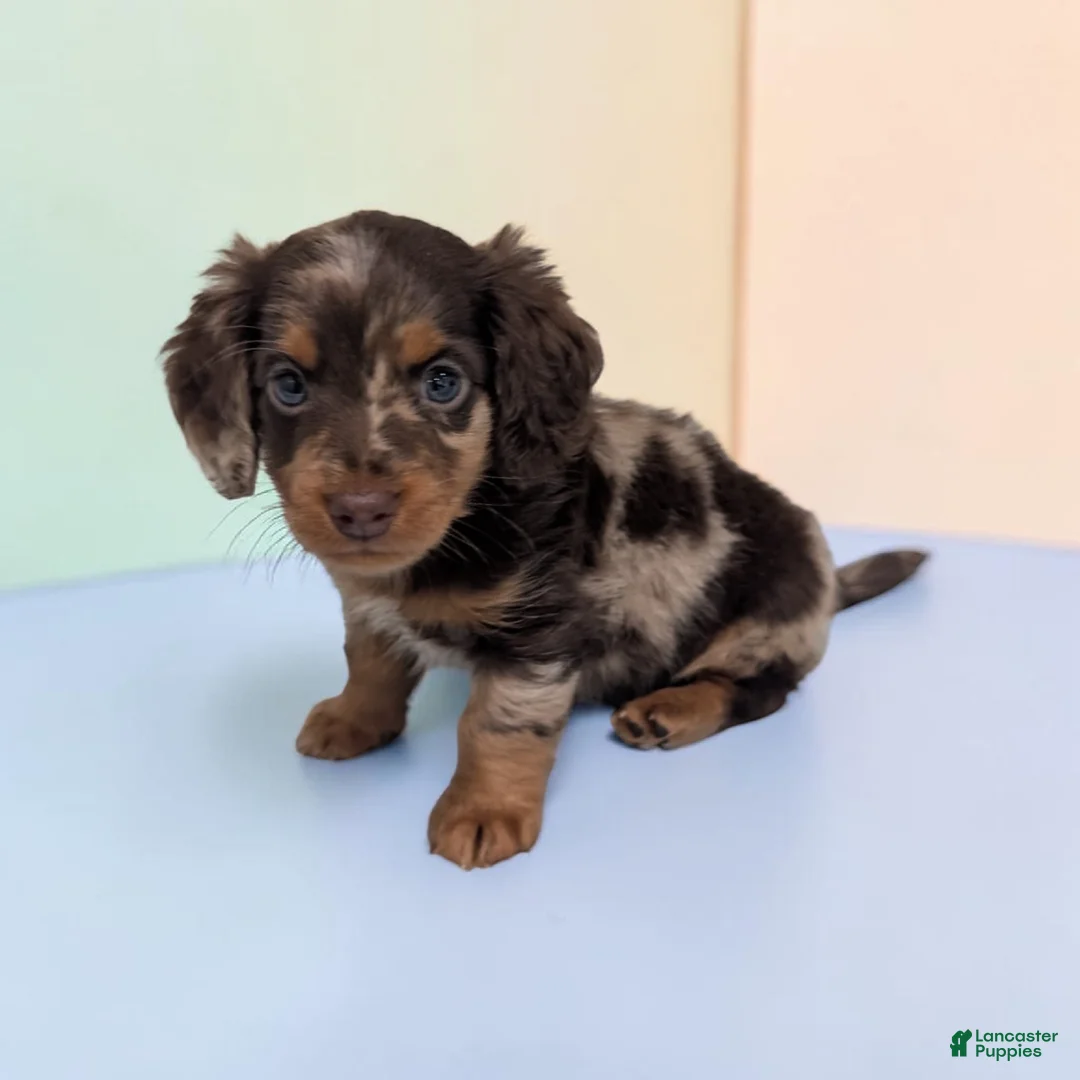 Miniature Dachshund dogs for sale: Logan - Ad 1