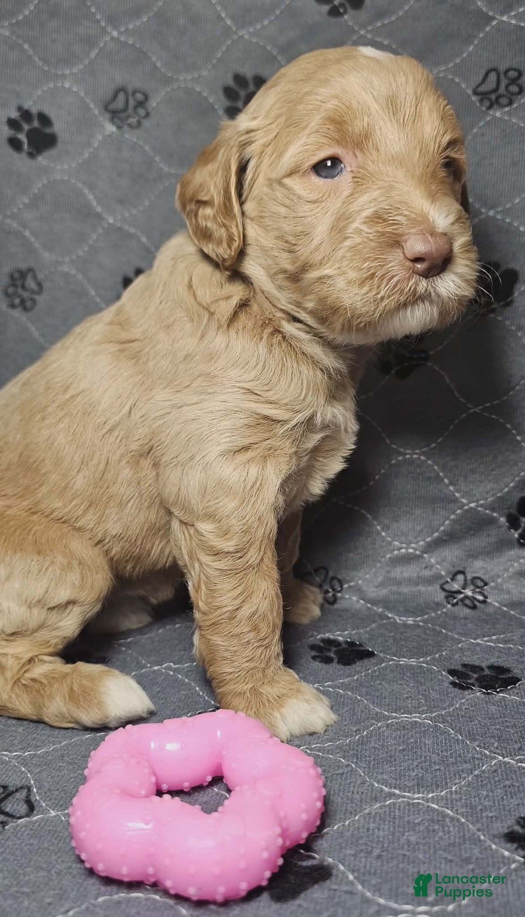 Goldendoodle dogs for sale: Espresso  - Ad 3