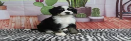 Mini Bernedoodle dogs for sale: Scout - Ad 4