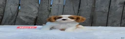 Cavalier King Charles Spaniel dogs for sale: Marlo - Ad 3