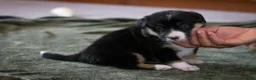 Mixed Breed dogs for sale: Winnie - Ad 4