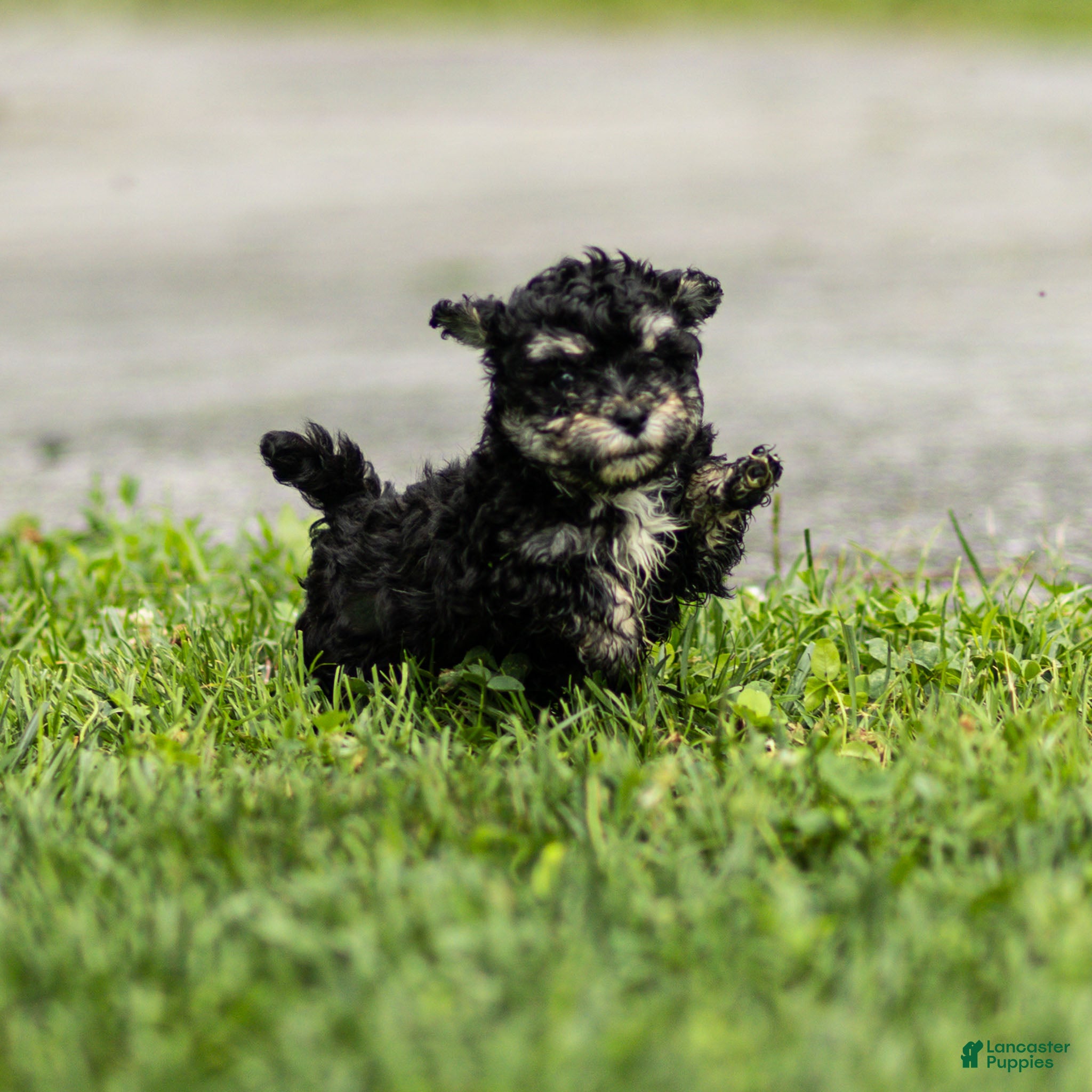 Maltipoo dogs Woody Maltipoo  - Ad 2