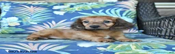 Miniature Dachshund dogs for sale: Rusty - Ad 3