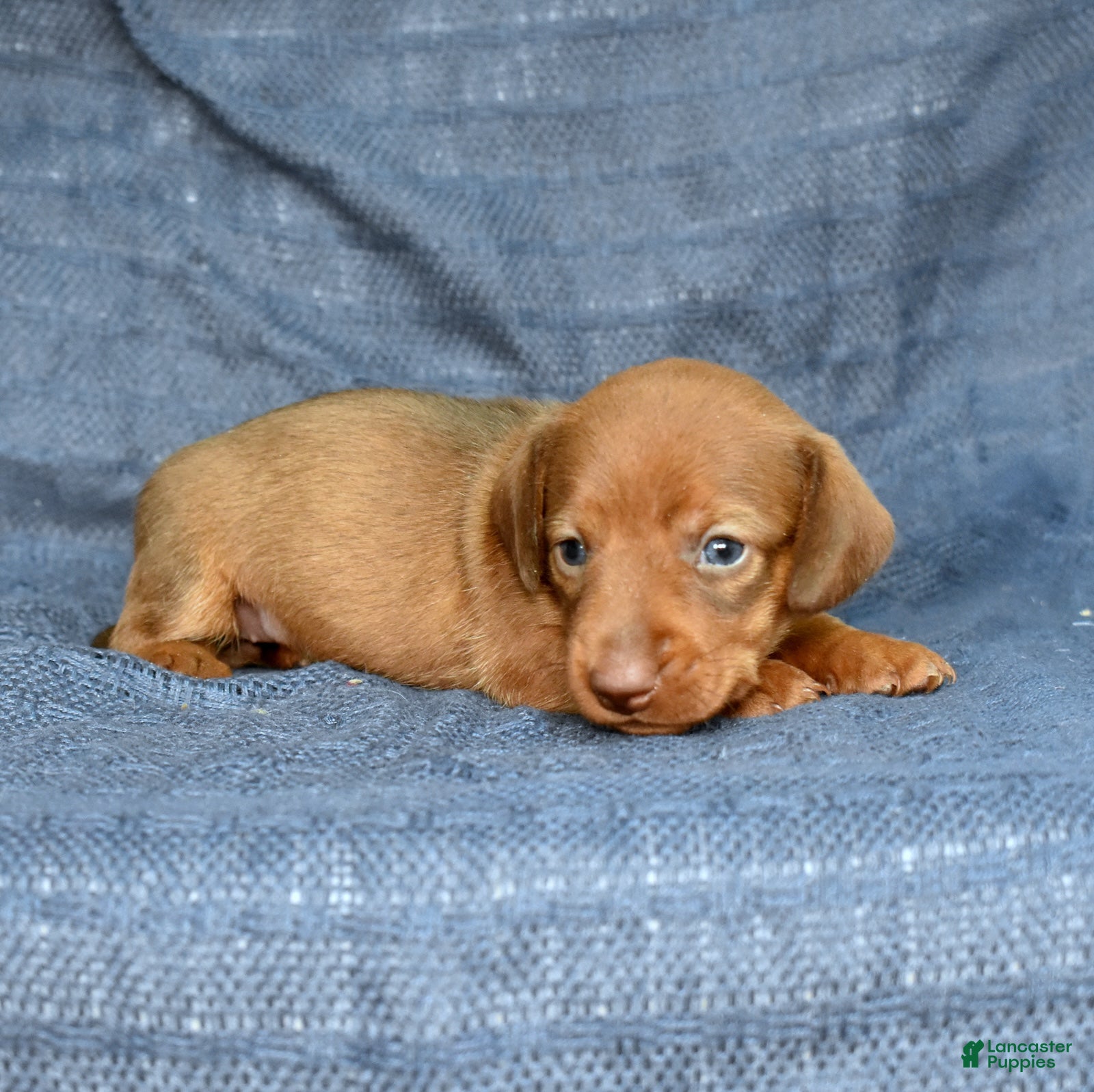 Miniature Dachshund dogs Chai - Ad 1