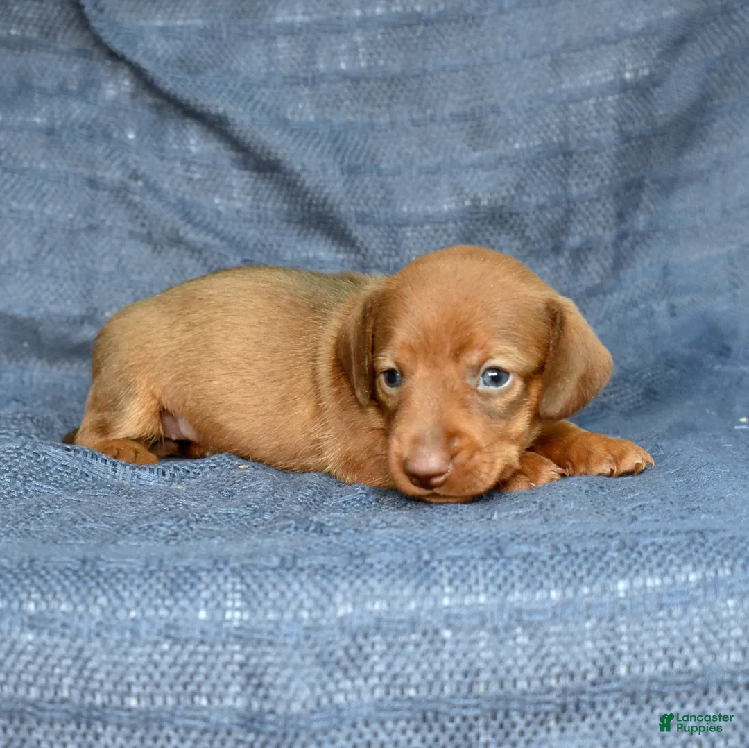 Miniature Dachshund dogs for sale: Chai - Ad 1