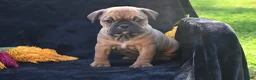 Mixed Breed dogs for sale: Darla - Ad 7