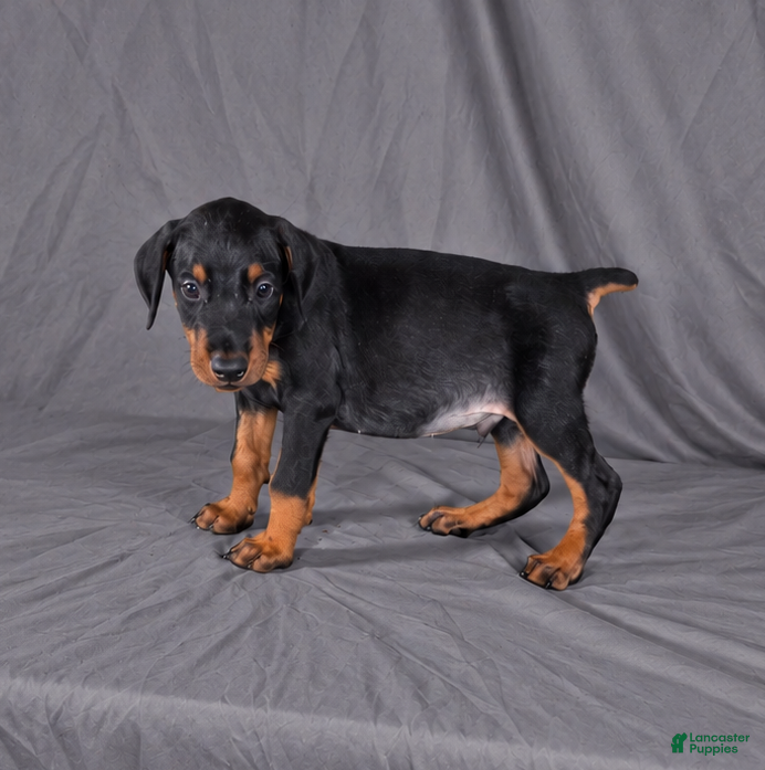 Doberman Pinscher dogs for sale: Loras - Ad 21