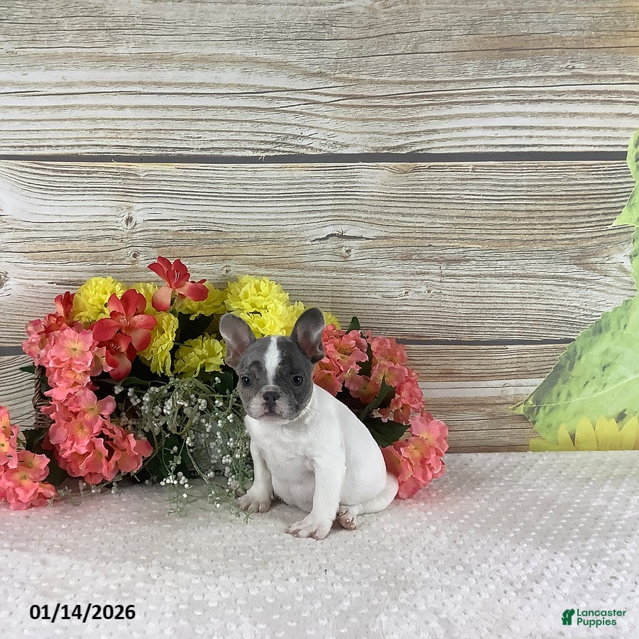 French Bulldog dogs Jesse - Ad 2