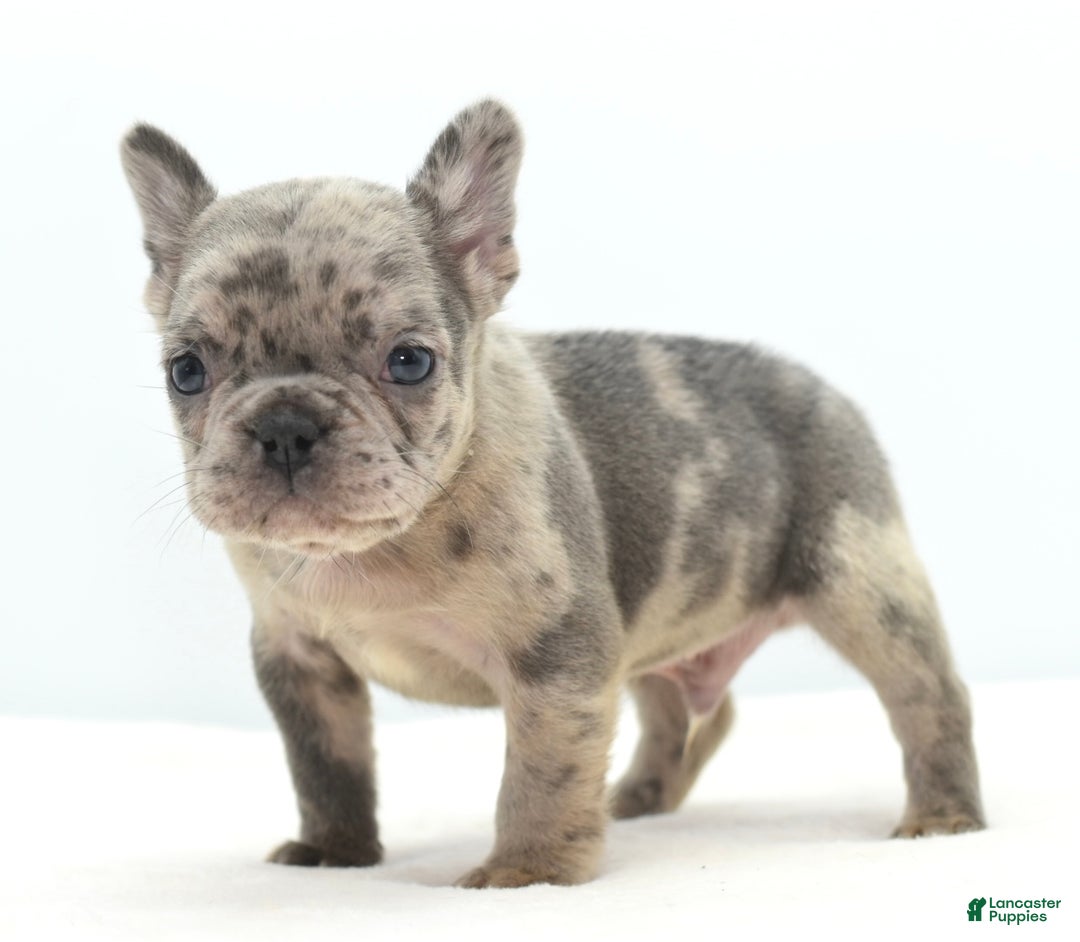 Mixed Breed dogs for sale: Hollywood merle blue  - Ad 5