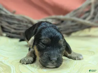 Cockapoo dogs Batty - Ad 9