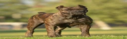 Cane Corso dogs for sale: Prima  - Ad 14