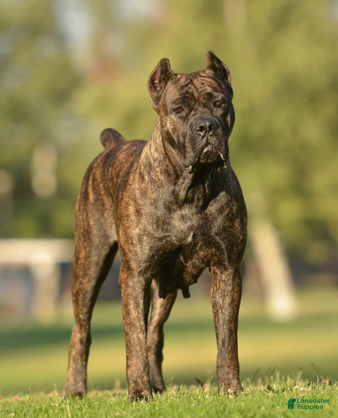 Cane Corso dogs for sale: Prima  - Ad 14