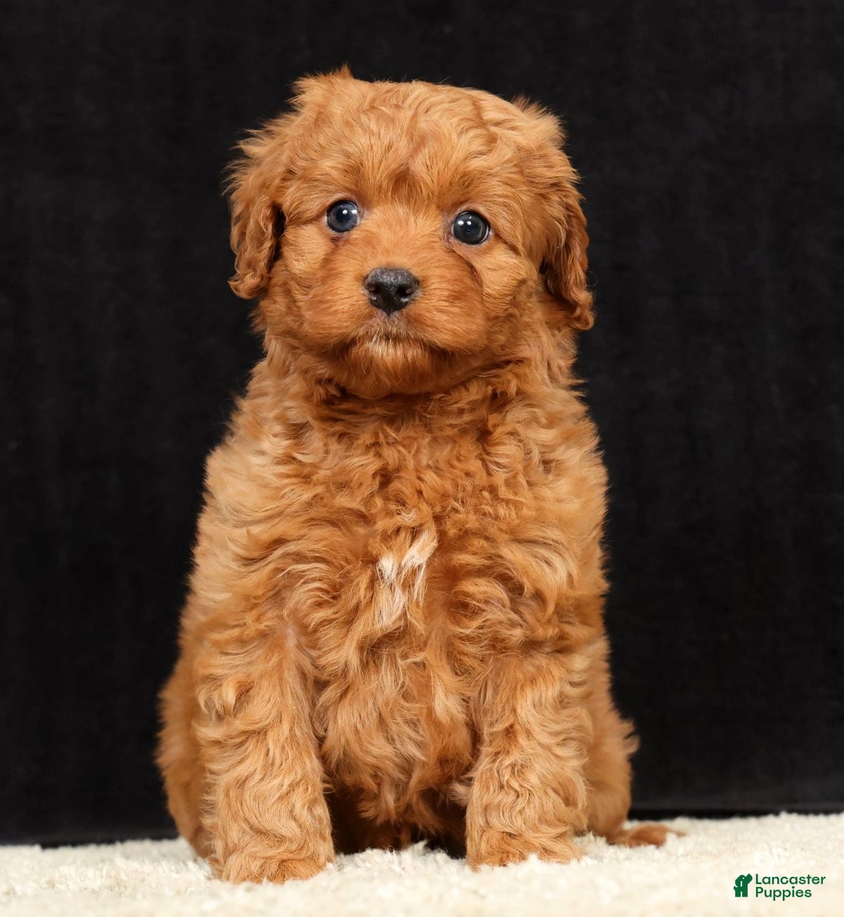 Cavapoo dogs Sadie - Ad 2