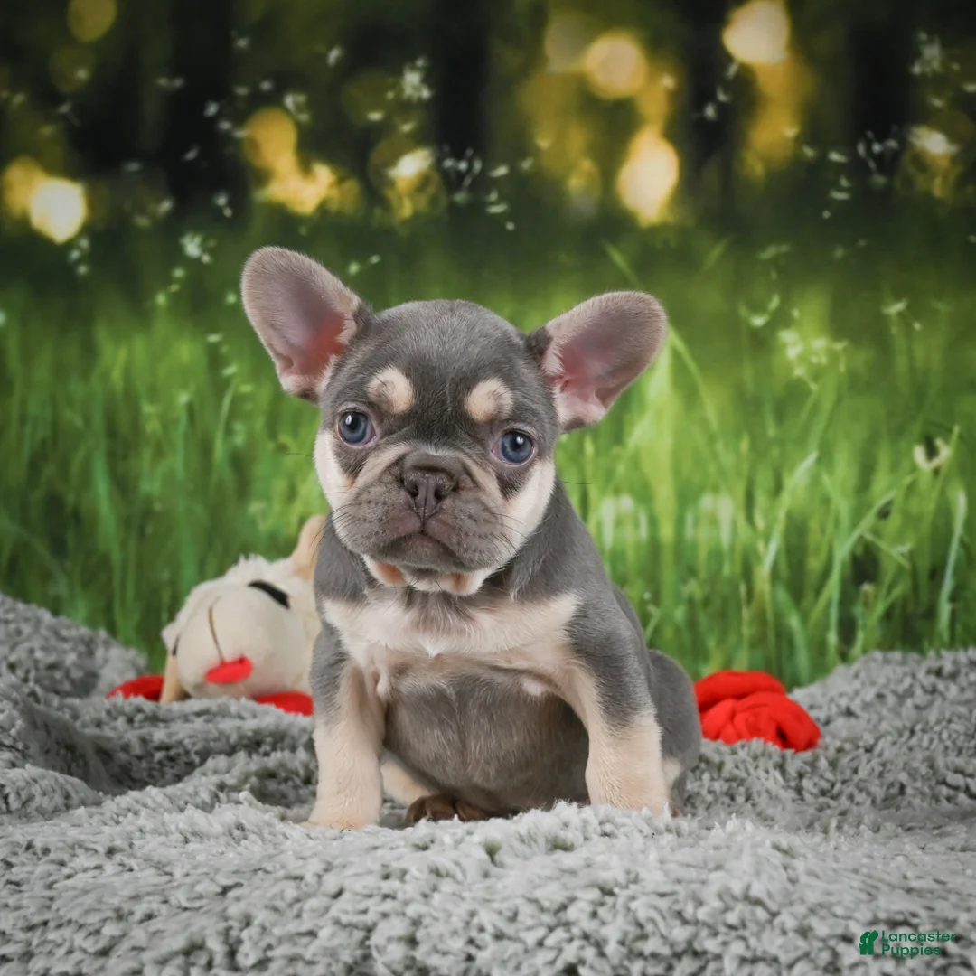 French Bulldog dogs for sale: Charity - Ad 2