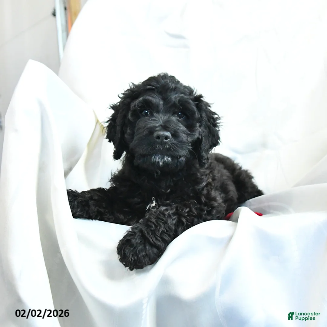 Cockapoo dogs for sale: Bubba - Ad 3